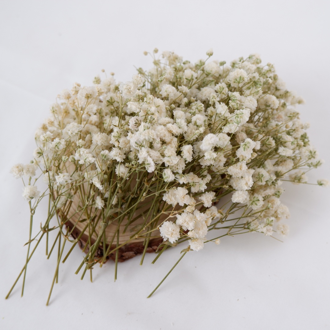 ドライフラワー ホワイト ミニ ドライカスミソウ ジプソフィ - Florist Supply Vases のレビューと価格
